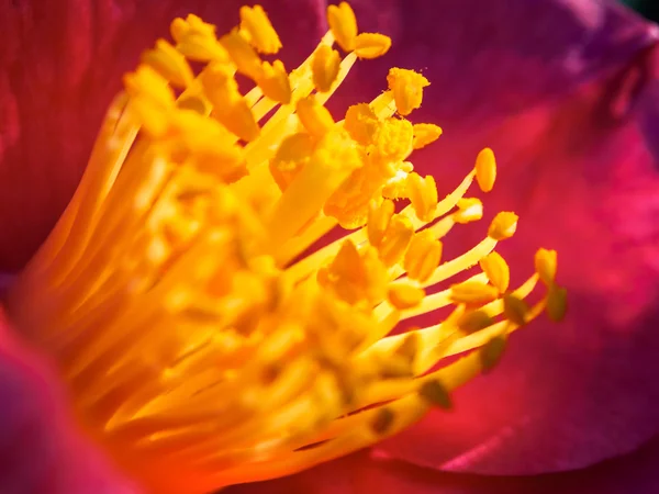Bloemen van camellia — Stockfoto