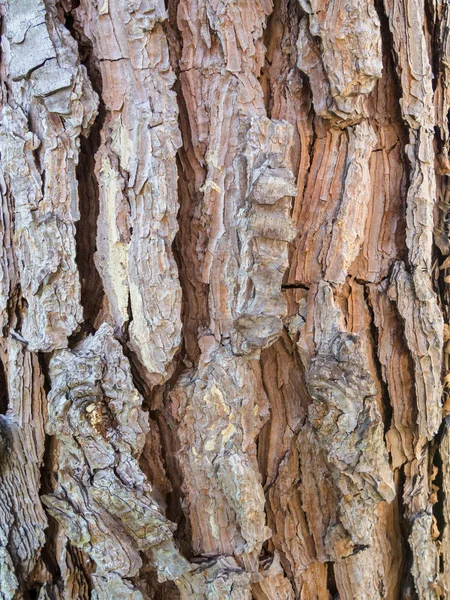 Bark of pine tree Royalty Free Stock Photos