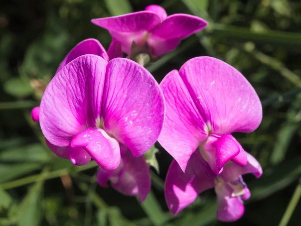 Flor de guisante — Foto de Stock