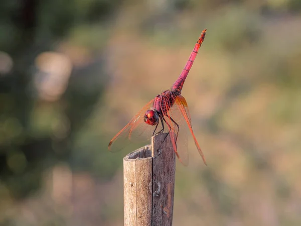 Dragonfly Resting Summer Evening — 图库照片