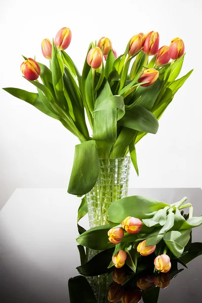 Tullips from holland — Stock Photo, Image