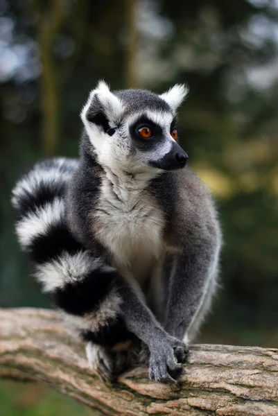 Lemur catta de maki — Fotografia de Stock