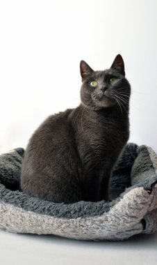 Gri kedi