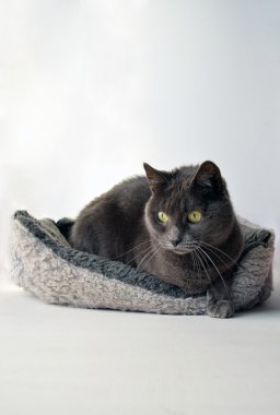 Gri kedi