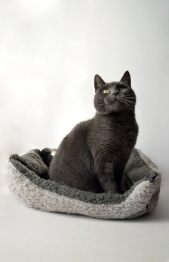 Gri kedi
