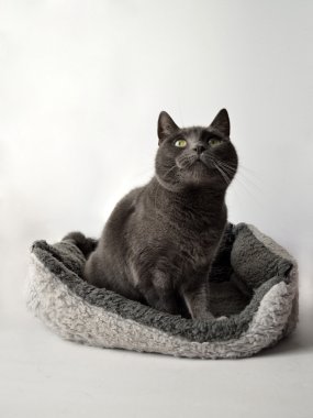 Gri kedi