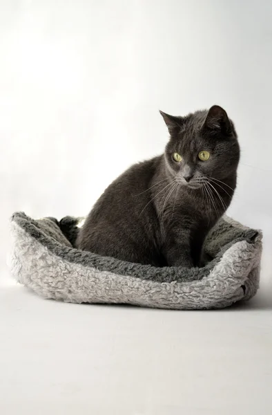 Kucing abu-abu — Stok Foto