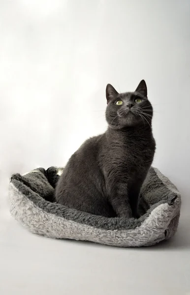 Gatto grigio — Foto Stock