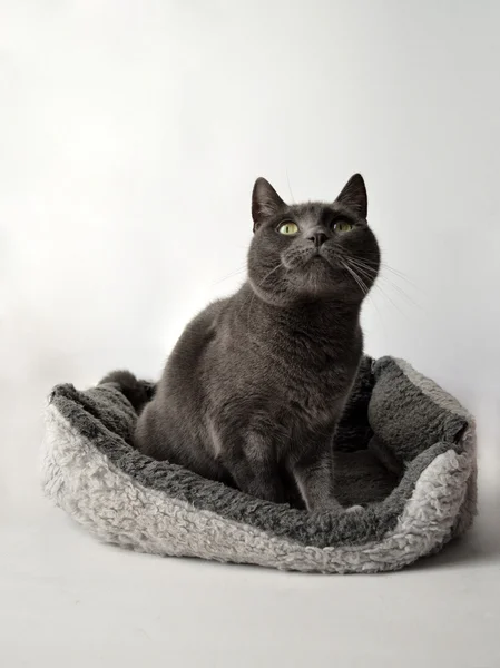 Kucing abu-abu — Stok Foto