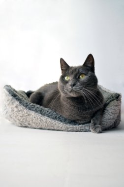 Gri kedi