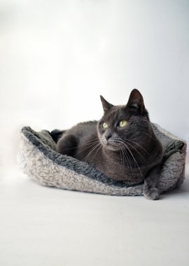 Gri kedi