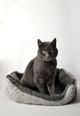 Gri kedi