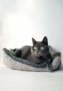 Gri kedi