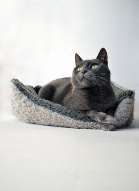 Gri kedi