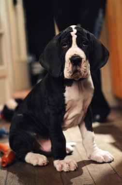 Danua köpek yavrusu