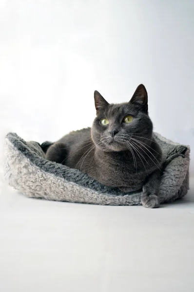 灰色的猫 — 图库照片