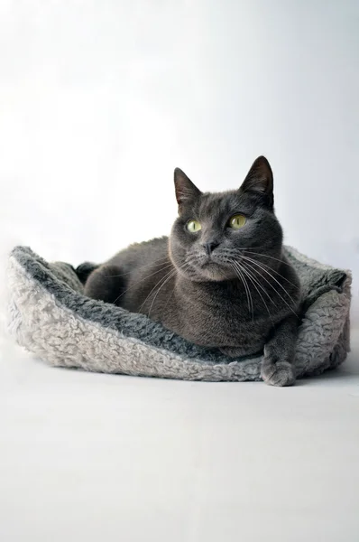 Gatto grigio — Foto Stock