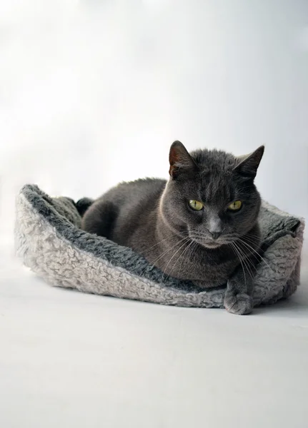 Gato gris — Foto de Stock
