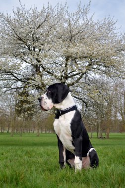 Genç Danua veya Alman mastiff