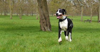 Genç Danua veya Alman mastiff