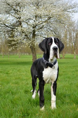 Young Great Dane or German Mastiff clipart