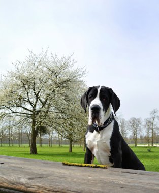 Genç Danua veya Alman mastiff