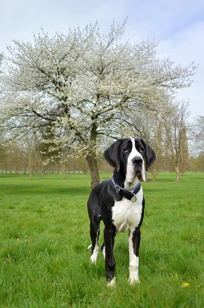 Young great dane or German mastiff — Stock Photo, Image