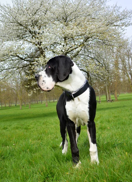 Young Great Dane or German Mastiff — Stock Photo, Image