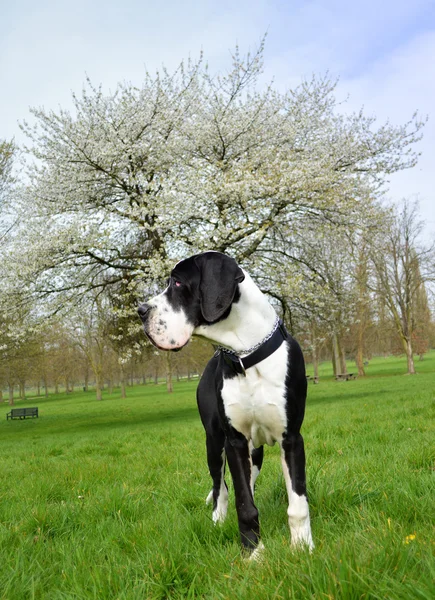 Giovane grande danese o tedesco mastino — Foto Stock