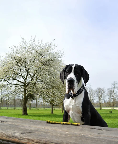 Genç Danua veya Alman mastiff — Stok fotoğraf