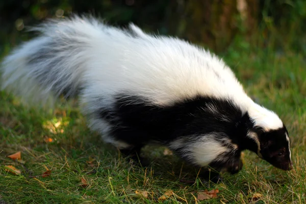 Skunk — Stockfoto