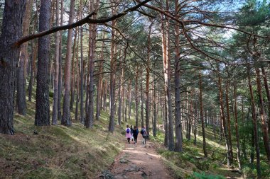 Bir grup yürüyüşçü baharda ormanda yürüyor.