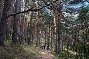 Bir grup yürüyüşçü baharda ormanda yürüyor.
