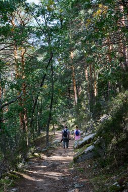 Bir grup yürüyüşçü baharda ormanda yürüyor.