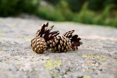 Kaya yüzeyinde birkaç kozalak var.