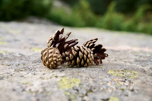 Several Pine Cones Rock Surface — Stock Photo, Image