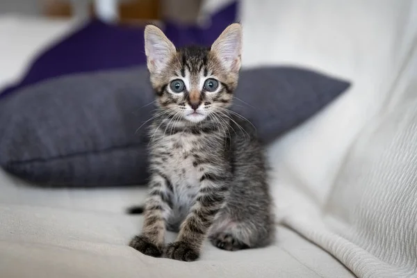 Kanepede oturan sevimli bir kedi yavrusunun yakın çekimi.