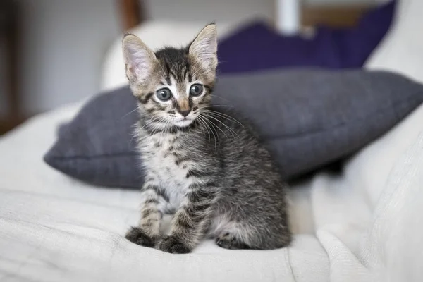 Closeup Shot Adorable Kitten Sitting Couch — Stock Photo, Image