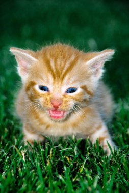 a little orange kitten yawning