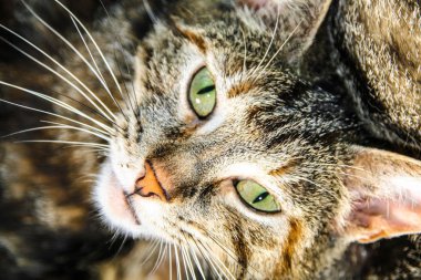 Redhead kedi yavrusu