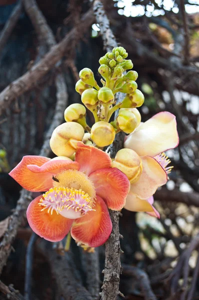 Sara buddha blume — Stockfoto