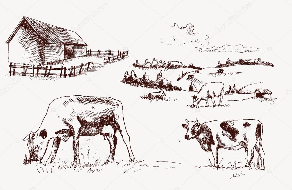 Illustrations cows