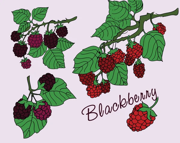 Blackberry с листьями. векторная иллюстрация . — стоковый вектор