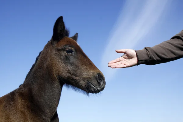 私の友人を馬します。 — ストック写真