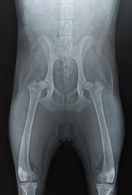X-ray hip dysplasia dog clipart