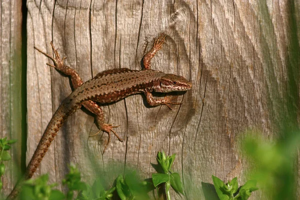 yaygın duvar kertenkele