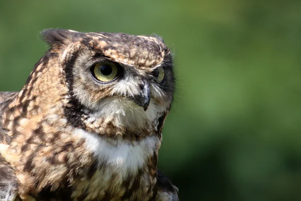 Great horned Owl portrait — Stock Photo, Image