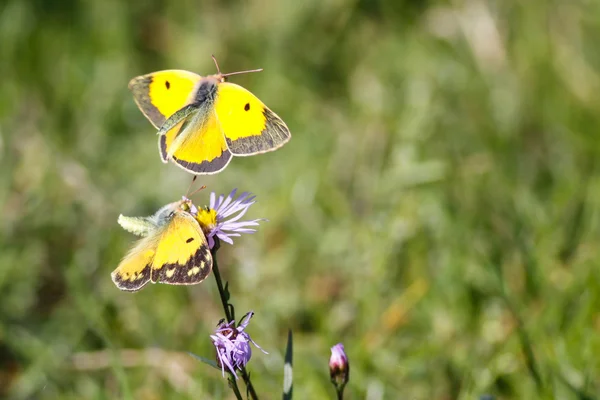 Kelebek baştan çıkarma