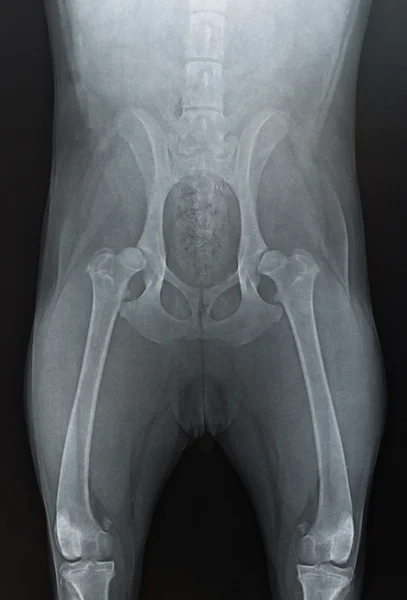 X 射线髋臼发育不良的狗 — 图库照片