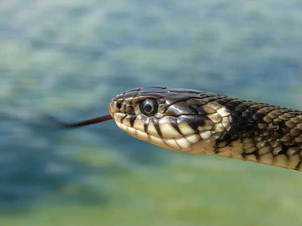 çim yılan dilini çıkarmış